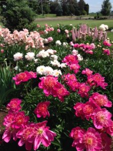 Adelman Peonies