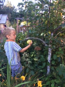 fruit tree pruning