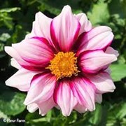 Single-flowered Dahlia ‘Edge of Joy’